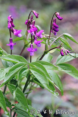 Groszek wiosenny, Lathyrus vernus