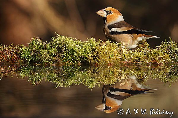 Grubodziób, Coccothraustes coccothraustes