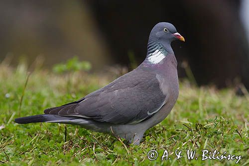 Gołąb grzywacz grzywacz) Columba palumbus L