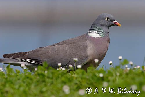 Gołąb grzywacz grzywacz) Columba palumbus L