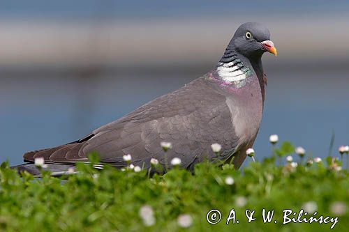 Gołąb grzywacz grzywacz) Columba palumbus L