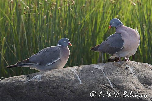 Gołąb grzywacz, grzywacz, Columba palumbus