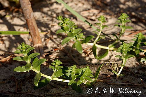 Honckenya peploides honkenia piaskowa) ,