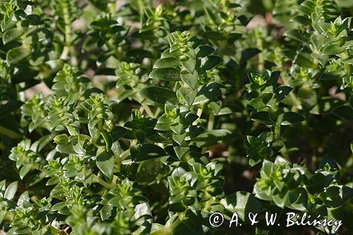 Honckenya peploides honkenia piaskowa) ,