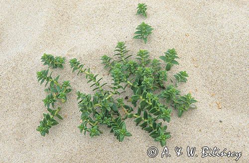 Honkenia Piaskowa, Honckenya peploides l.) Ehrh.