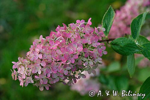 Hydrangea paniculata hortensja bukietowa) , /hortensja wiechowata/