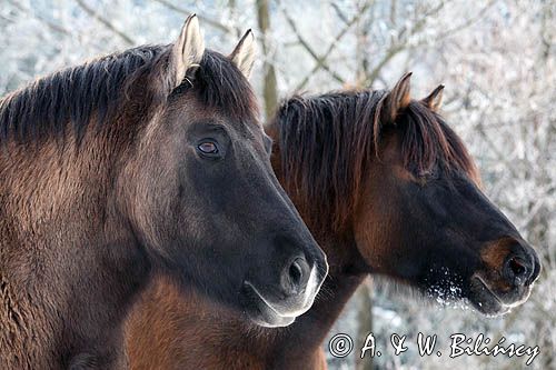 hucuł, hucul pony, szron, Wir i Otryt