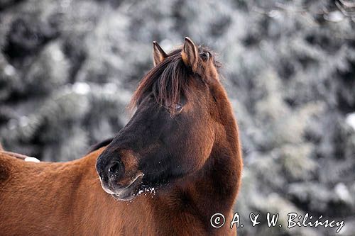 hucuł, hucul pony, szron, stadnina Koni Huculskich Tabun