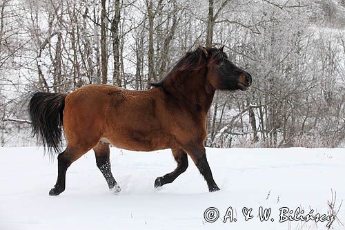 hucuł, hucul pony, Otryt
