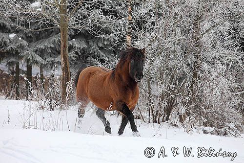hucuł, hucul pony, Otryt