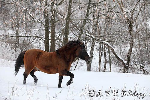 hucuł, hucul pony, Otryt