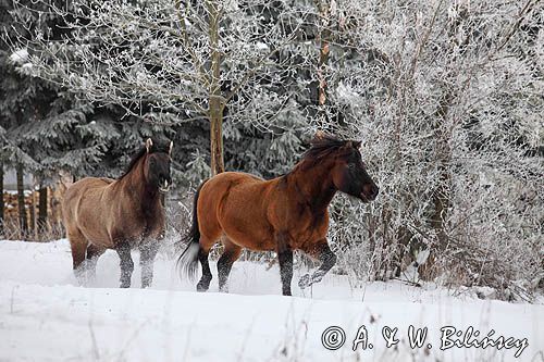 hucuł, hucul pony, szron, Wir i Otryt