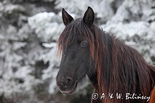 hucuł, hucul pony, stadnina Koni Huculskich Tabun