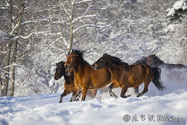 hucuły, Stadnina Koni huculskich Tabun, Bieszczady