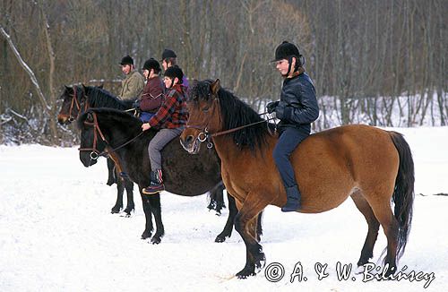 Zimowa jazda na konikach huculskich w stadninie Tabun w Polanie
