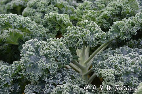 Jarmuż, kapusta liściasta Brassica oleracea var. acephala) - pododmiana botaniczna kapusty bezgłowej subvar. laciniata) .
