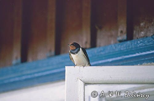 jaskółka dymówka, Hirundo rustica