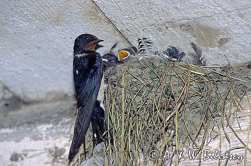 jaskółki dymówki gniazdo Hirundo rustica)