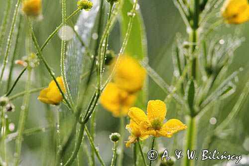 Jaskier ostry, Ranunculus acris