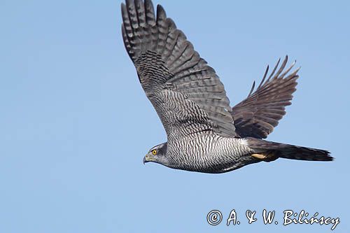 jastrząb, Accipiter gentilis