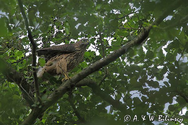 Jastrząb zwyczajny, jastrząb, jastrząb gołębiarz, Accipiter gentilis, juv.