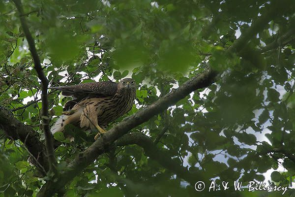 Jastrząb zwyczajny, jastrząb, jastrząb gołębiarz, Accipiter gentilis, juv.