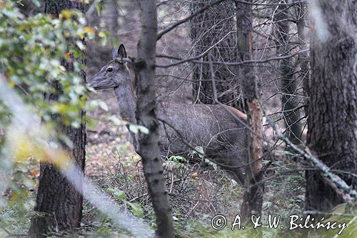 łania, cervus elaphus