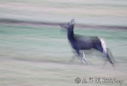 jeleń szlachetny, europejski, Cervus elaphus elaphus jeleń karpacki, bieszczadzki, w ruchu © Agnieszka & Włodek Bilińscy, łania, łanie