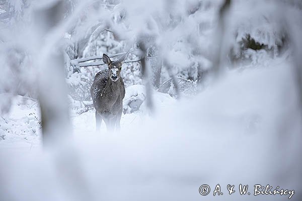 jeleń szlachetny, europejski, Cervus elaphus elaphus
jeleń karpacki, cielak