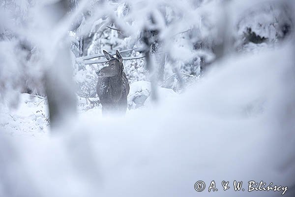 jeleń szlachetny, europejski, Cervus elaphus elaphus
jeleń karpacki, łania