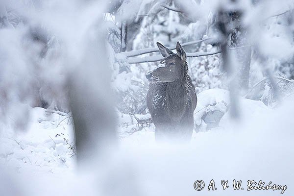 jeleń szlachetny, europejski, Cervus elaphus elaphus
jeleń karpacki, łania