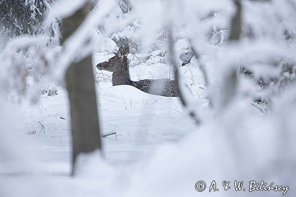  jeleń szlachetny, europejski, Cervus elaphus elaphus
jeleń karpacki, cielak