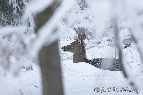  jeleń szlachetny, europejski, Cervus elaphus elaphus
jeleń karpacki, cielak
