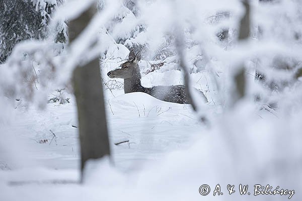  jeleń szlachetny, europejski, Cervus elaphus elaphus
jeleń karpacki, cielak