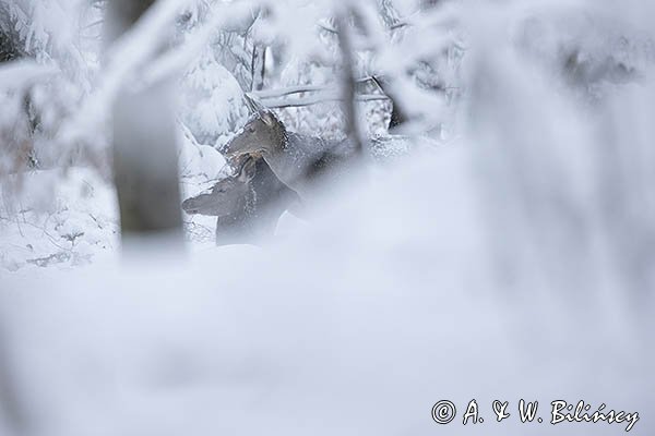 jeleń szlachetny, europejski, Cervus elaphus elaphus
jeleń karpacki