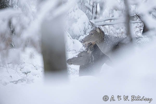 jeleń szlachetny, europejski, Cervus elaphus elaphus
jeleń karpacki
