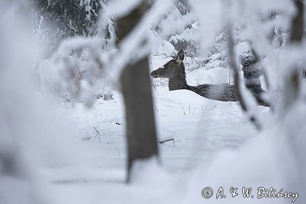 jeleń szlachetny, europejski, Cervus elaphus elaphus
jeleń karpacki