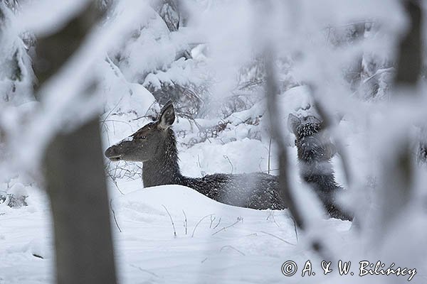 jeleń szlachetny, europejski, Cervus elaphus elaphus
jeleń karpacki