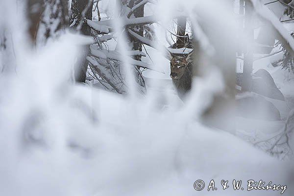 jeleń szlachetny, europejski, Cervus elaphus elaphus
jeleń karpacki