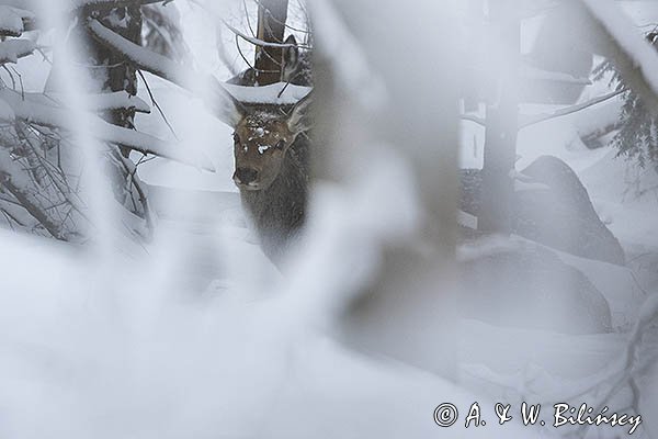 jeleń szlachetny, europejski, Cervus elaphus elaphus
jeleń karpacki