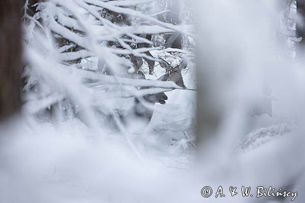 jeleń szlachetny, europejski, Cervus elaphus elaphus
jeleń karpacki