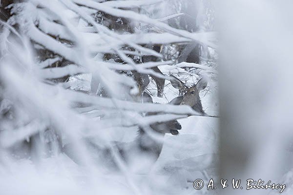jeleń szlachetny, europejski, Cervus elaphus elaphus
jeleń karpacki