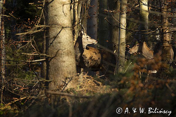 jeleń szlachetny, europejski, Cervus elaphus elaphus
jeleń karpacki, byk i łania