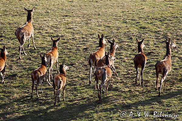 łanie, jelenie szlachetne, europejskiei, Cervus elaphus elaphus
jeleń karpacki