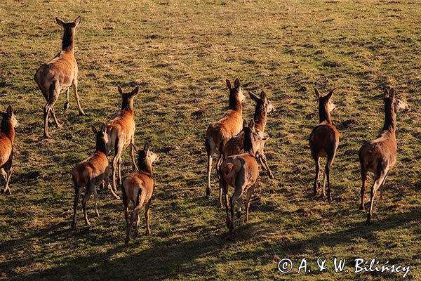 łanie, jelenie szlachetne, europejskiei, Cervus elaphus elaphus
jeleń karpacki