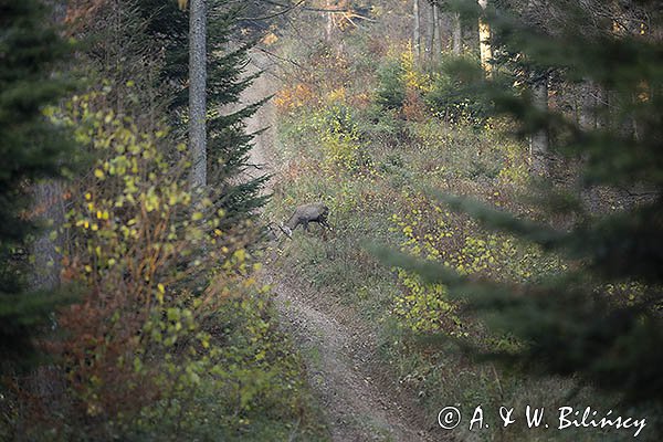 jeleń szlachetny, europejski, Cervus elaphus elaphus
jeleń karpacki, Bieszczady