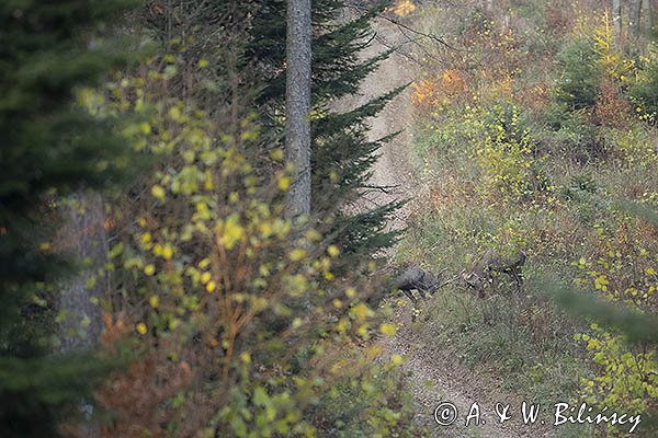 jeleń szlachetny, europejski, Cervus elaphus elaphus
jeleń karpacki, Bieszczady
