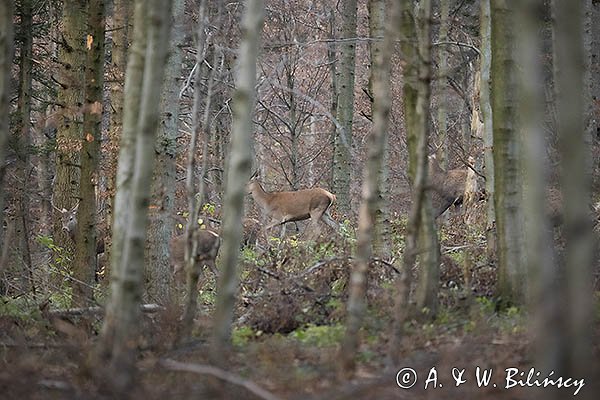 jeleń szlachetny, europejski, Cervus elaphus elaphus
jeleń karpacki, Bieszczady