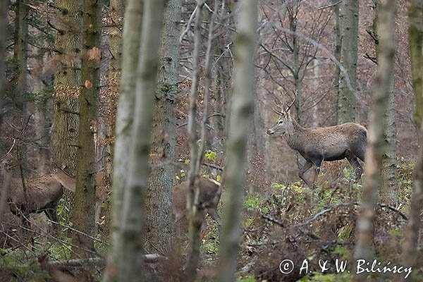 jeleń szlachetny, europejski, Cervus elaphus elaphus
jeleń karpacki, Bieszczady