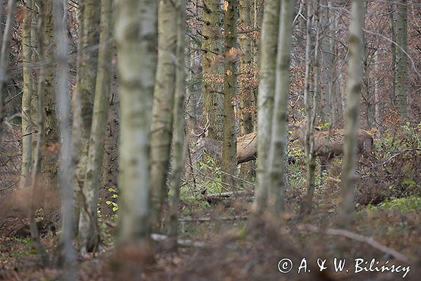 jeleń szlachetny, europejski, Cervus elaphus elaphus
jeleń karpacki, Bieszczady